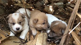 Rescue innocent puppies abandoned and trapped when their mother is no more / Ready for adoption!