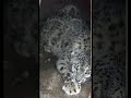 پلنگ برفی پامیر بدخشان