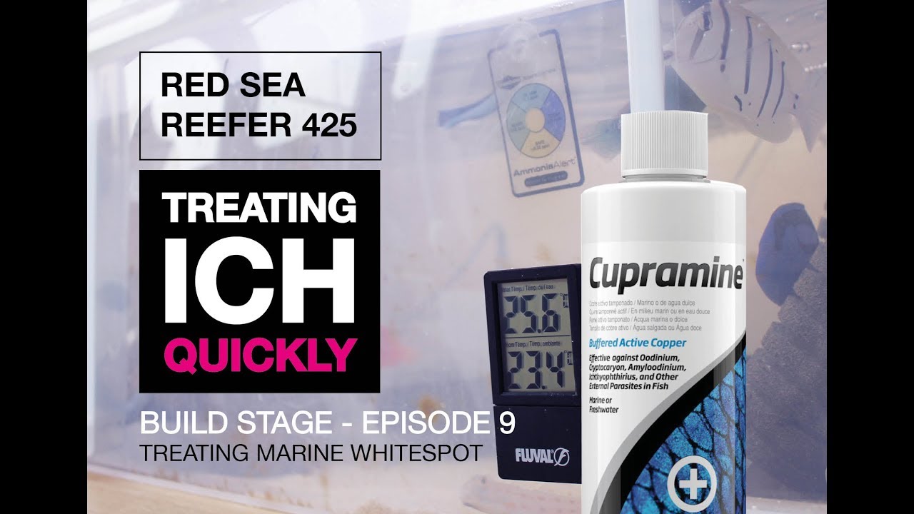 Cure Marine White Spot/Marine Ich Quickly. Setting Up A Quarantine