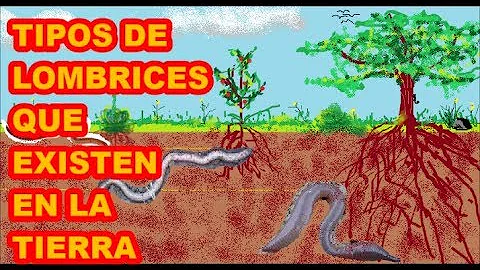 ¿Cuál es el género de la lombriz de tierra?