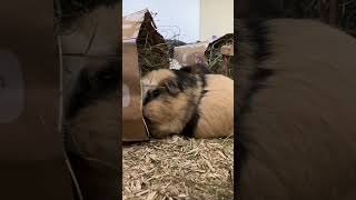 Guinea pig Svea loves her hay bag