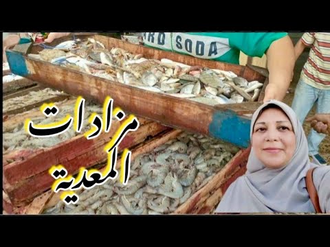 إسكندرية اليوم من أكبر مزادات المعدية اجود انواع الجمبري و الكابوريا وسمك البحر