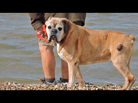 Vidéo: Détectives du cancer canin