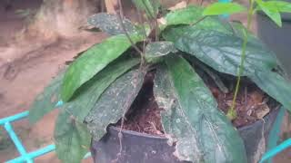 Tanaman Dan Kegunaanya