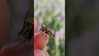 Arısı Carder Bee Manicatum