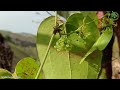 Smilax anceps willd  lianas   panama 