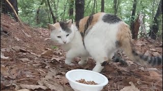 Feline Activities Apr 25,2024part 8221 DAJONGEE SP