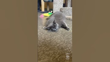 Cats React to Catnip 😹🫶 #cats #catnip #cat