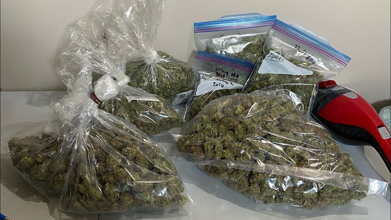 Training for big buds - final weight - harvest - indoor/ outdoor grow