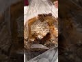 Unboxing Iginio Massari Panettone