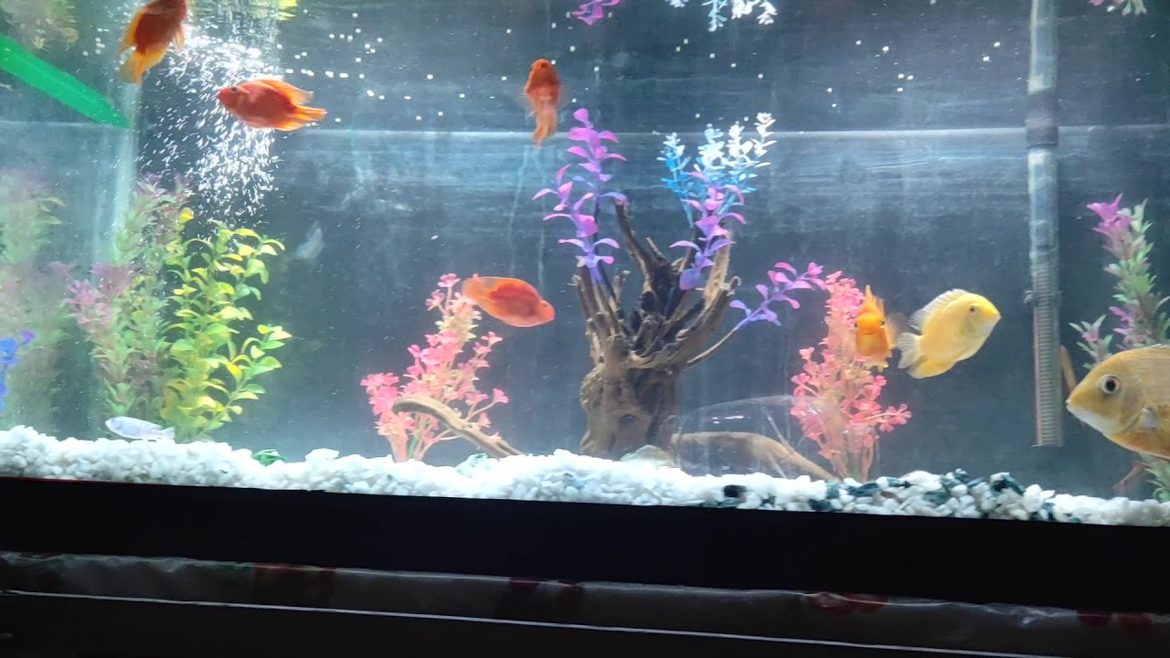 New Aquarium set Up YouTube