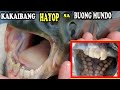 9 KAKAIBA at PAMBIHIRANG  HAYOP Sa Buong Mundo| Weird Na Hayop | Nakakamanghang HAYOP