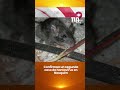Confirman un segundo caso de hantavirus en Neuquén