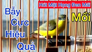 Tiếng Hút Mật Họng Đen MÁI Mồi Dùng Đi Bẫy, Dụ Bổi Về Nhanh, Bẫy Loa Loa Cực Nhạy Bổi