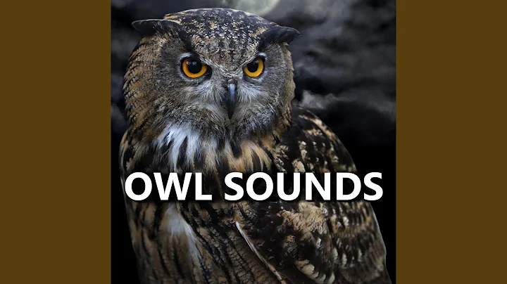 Sounds of Owls