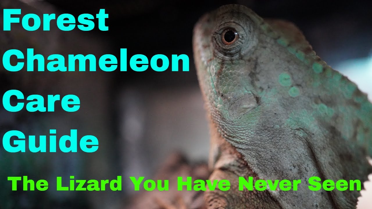 Forest Chameleon Care Guide, The Lizard You Have Never Seen Before