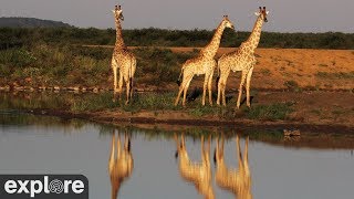 On the Northern border of South Africa and Botswana lies a beautiful area known as the Groot Marico, named after the Marico River. This spectacular setting ...