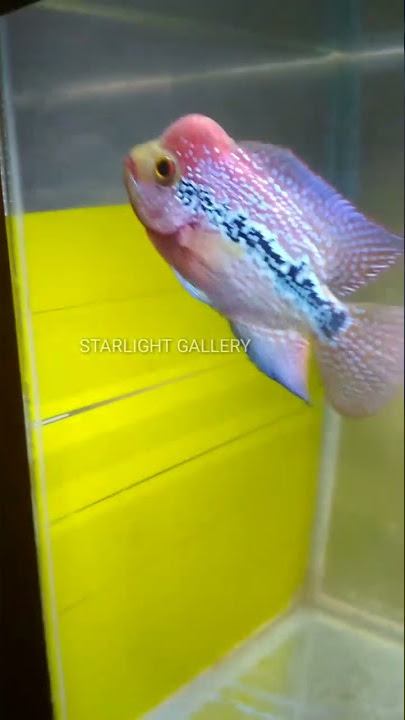 Ikan Louhan KAMFA KLASIK - SEMI KLASIK