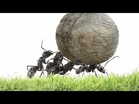 Video: Quanto Vivono Le Formiche?