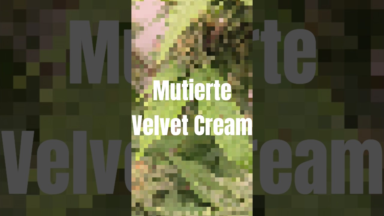 Eine meiner Liebsten Ladys 🌱❤️‍🔥 