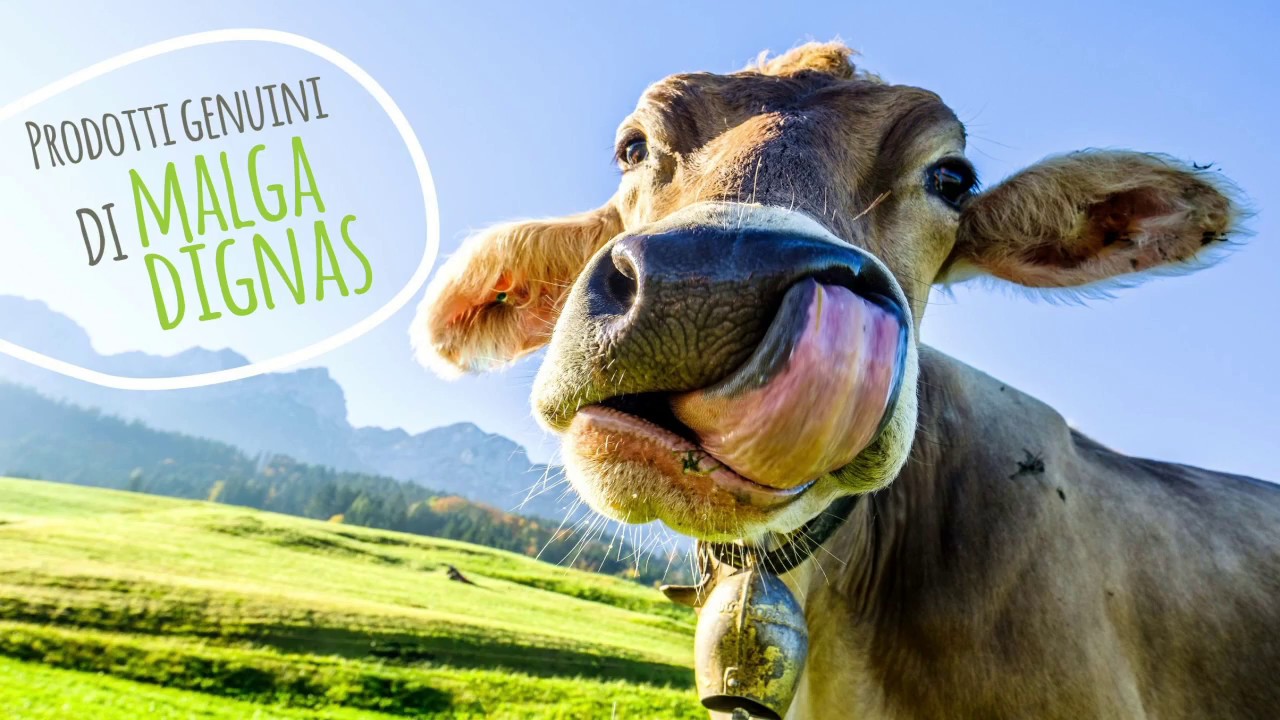 MALGA DIGNAS - prodotti di malga