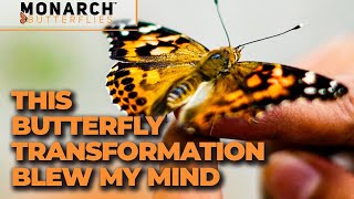 How to Raise Painted Lady Butterflies | Complete Kit Instructions