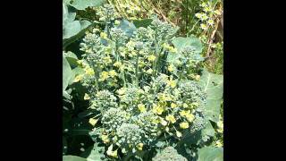 The Fascinating World of Broccoli