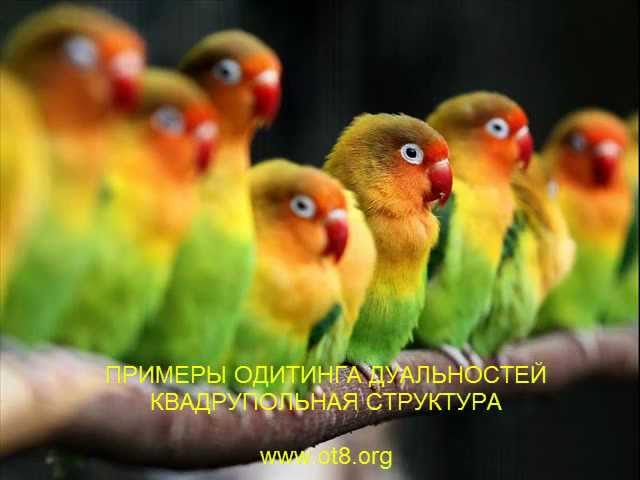 Новая лекция дуальность победы и поражения