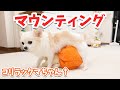 マウンティングがやめられない犬【チワワのまろみ】