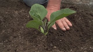 How To Plant Eggplants, Peppers and Chillis