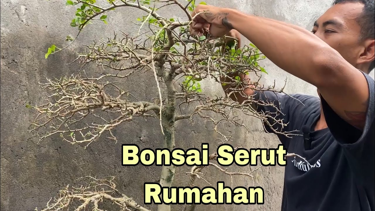 Membuat Bonsai Serut YouTube