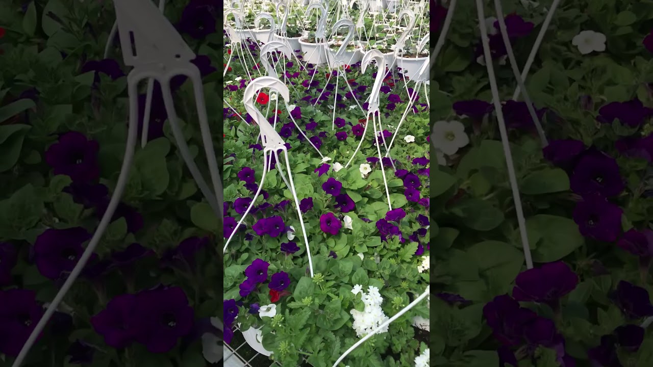 Flowering annuals in hanging planters