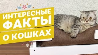 Топ интересных фактов о кошках Топ интересных фактов о кошках