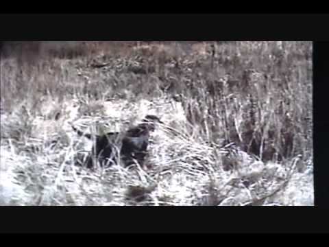 Tamiks Black Ice.wmv