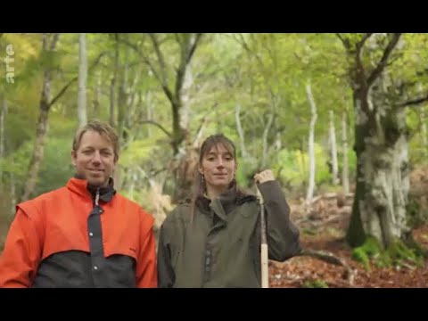 Vidéo: Quelle quantité de lumière la forêt tempérée reçoit-elle?