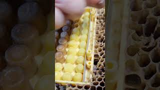 Вывод Маток - Полное Видео По Ссылке #Пчеловодство