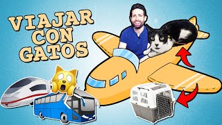 Consejos para VIAJAR con GATOS (avión, autobús y tren) ✈ | ¿Qué DOCUMENTOS necesita tu mascota?