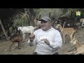 Crianza de cabras y chivos | Ganado caprino | Alberto Chamba, Zambi-Tacamoros-Sozoranga