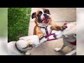 FUNNY and CRAZY DOGS just never fail to AMUSE US!