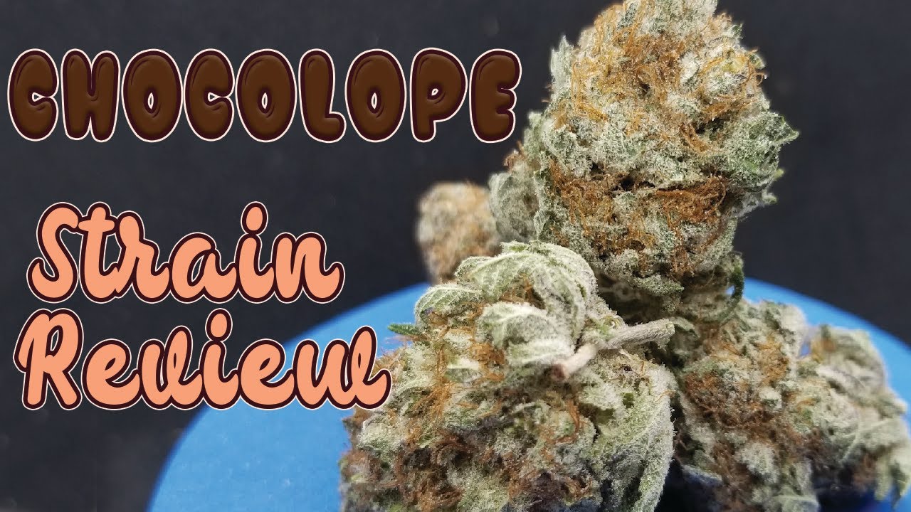 Chocolope Strain Review