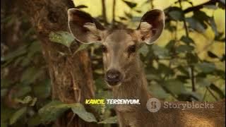 Kancil dan Buaya yang Tertipu #ceritaanak #fypシ #viral #cerita