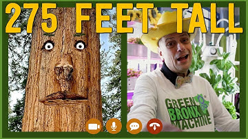 How tall is a Sequoia Tree? 🌲 | Let