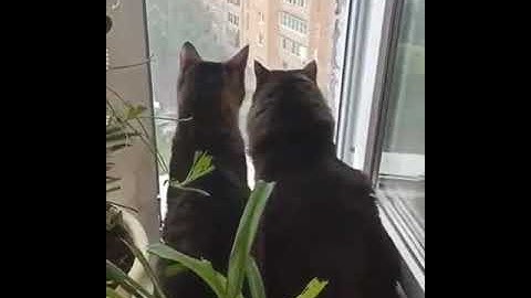 you sit quietly look out the window and then lightning strikes #funny #cats#
