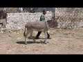 After receiving treatment from our vet team in el saf the donkey saw a big improvement