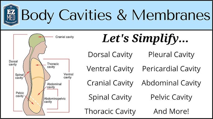 Supine Position, Anatomical Positions, Explained Practically