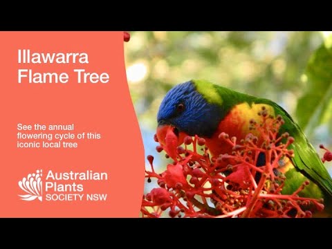 Flower cycle of the Flame Tree