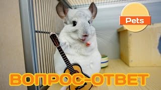ВОПРОС-ОТВЕТ (ОТВЕЧАЮ НА ЧАСТО ЗАДАВАЕМЫЕ ВОПРОСЫ) видео Часто задаваемые вопросы о грызунах