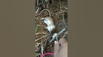 đi thăm bẫy gặp phải chuột dúi #emcobanglongvequemecunganh #beautiful #topgamedoithuonguytin