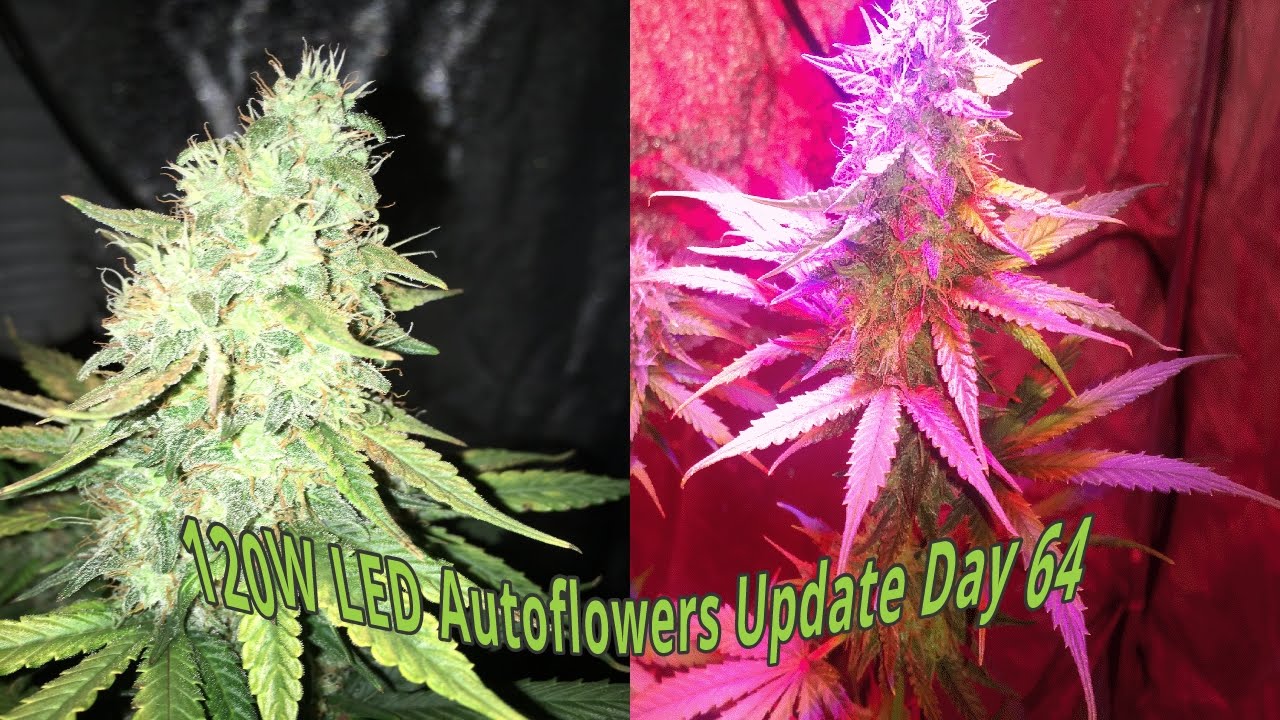 Marijuana LED full spectrum  120W autoflowers ,DIY Co2 generator Day 64