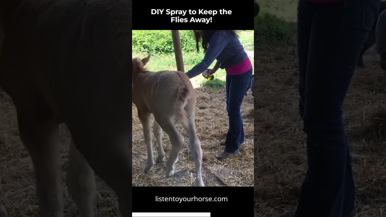 DIY Spray to Keep the Flies Away from Horse